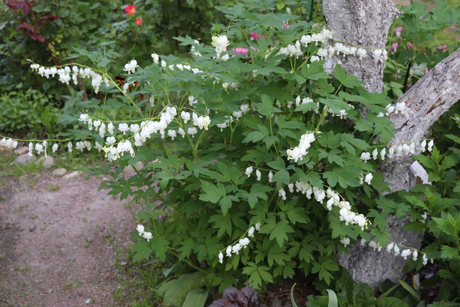 Tränendes Herz 'White'